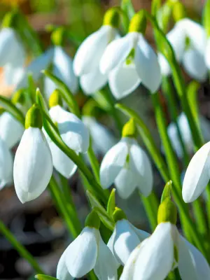 Top 15 Outdoor Container Plants for Winter