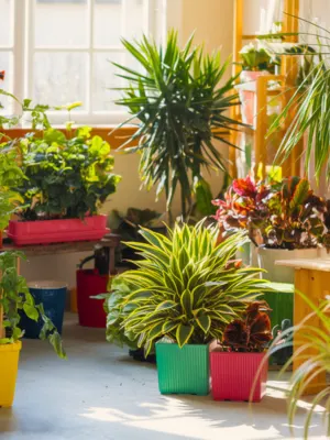 Indoor container gardening setup with vibrant green plants in colorful pots near a sunny window.