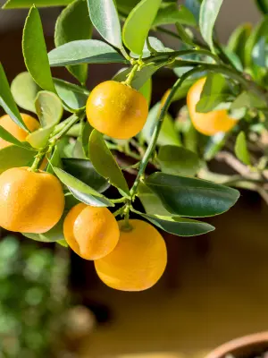 How to Grow a Lemon Tree in a Container