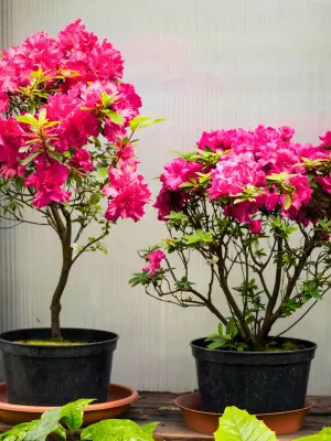 20 Best Plants for Containers