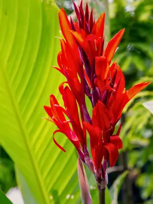 15 Best Container Plants for Front Porch 🌱