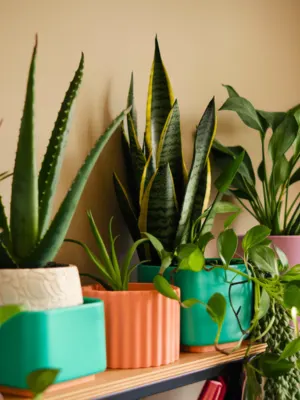 Indoor Container Gardening for Beginners