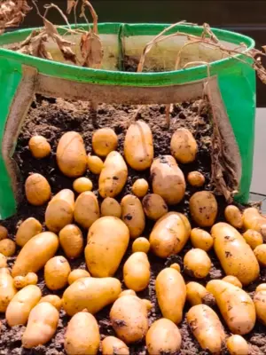 15 Wonderful Vegetables for Container Gardening