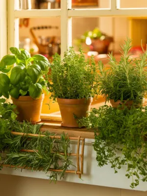A collection of fresh herbs, including basil, thyme, and rosemary, in terracotta pots on a sunny kitchen windowsill.