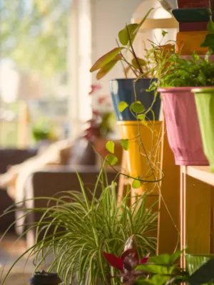  A variety of vibrant houseplants in colorful pots arranged on wooden shelves in a sunlit living space.