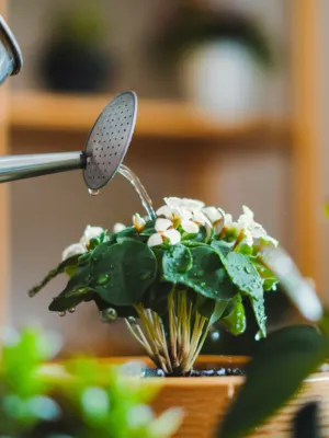  A small flowering plant being watered with a metal watering can indoors.







