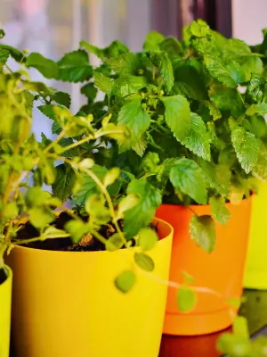 The Secret to Growing Container Gardening Herbs Like a Pro