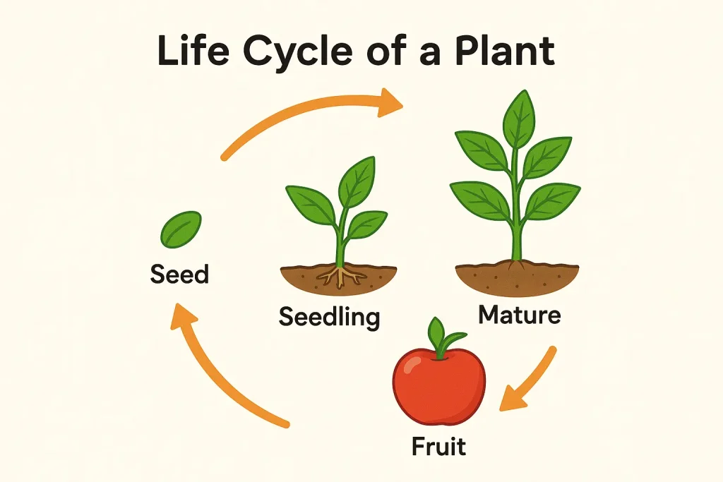 Illustration of the plant life cycle from seed to fruit, a helpful learning tool for container gardening for kids.