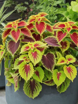 Colorful coleus plant with vibrant red, green, and yellow leaves growing in a large container.