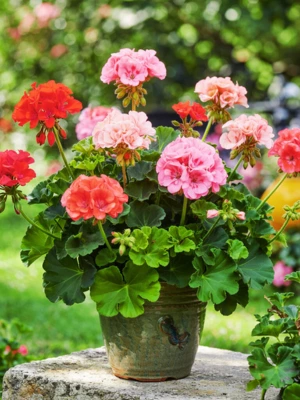 Colorful Geranium plants in a pot.