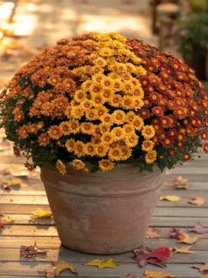 13 Best Fall Container Plants for Small Spaces 1 Multi-colored chrysanthemums in a terracotta pot, one of the best fall container plants.