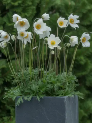 13 Best Fall Container Plants for Small Spaces 8 White Japanese Anemone flowers with yellow centers in a tall slate-grey planter.