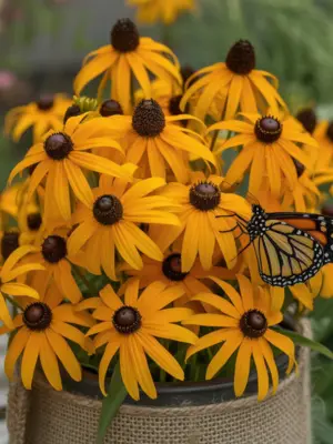 13 Best Fall Container Plants for Small Spaces 9 Black-eyed Susans in a burlap-wrapped pot with a monarch butterfly on a petal.