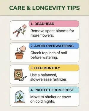 13 Best Fall Container Plants for Small Spaces 14 Infographic guide to the best fall container plants and care tips.